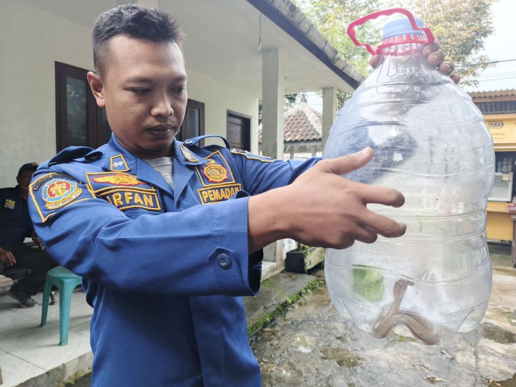 Ternyata Ini Penyebab Banyaknya Ular Satroni Rumah Warga Banyuwangi