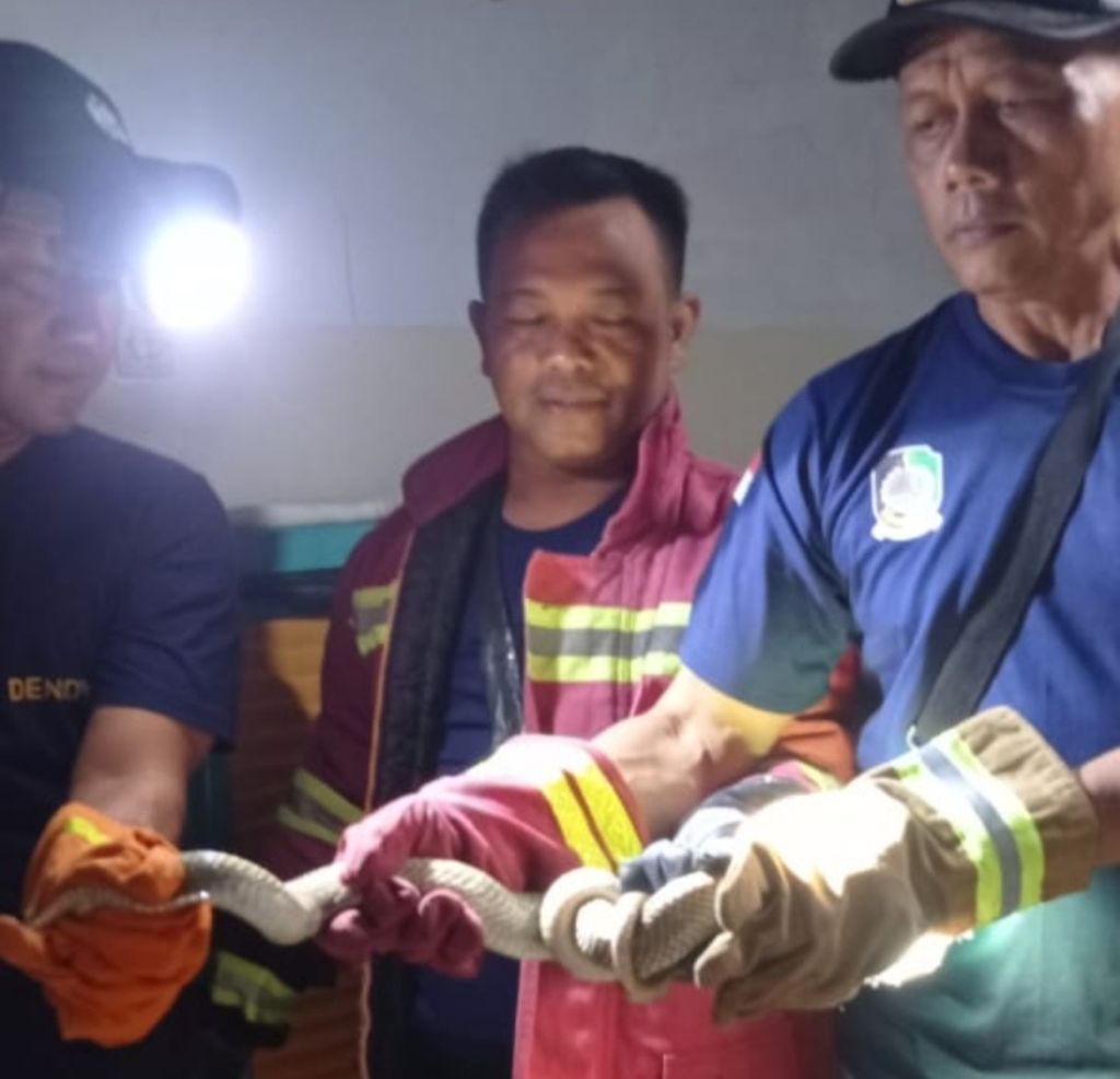 Kagetnya Warga Banyuwangi, Dinihari Rumahnya Disatroni Ular Kobra