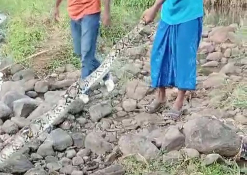 Warga Suboh Situbondo Tangkap Ular Piton Sepanjang 4 Meter
