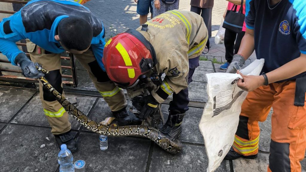 Geger Ular Piton 3 Meter Sembunyi di Plafon Rumah Warga Kutisari Surabaya