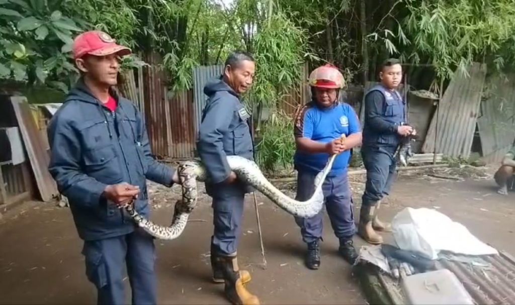 Ular Sanca 3 Meter Bikin Geger Warga di Mojokerto