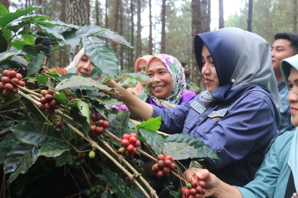 Petik Kopi Trawas, Bupati Ikfina: Harga Jual Pasar Lokal Lebih Tinggi dari Ekspor