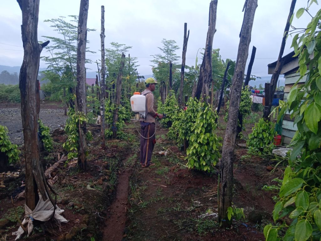 Transmigrasi Ubah Nasib, Tauri Raup Jutaan dari Kebun Lada